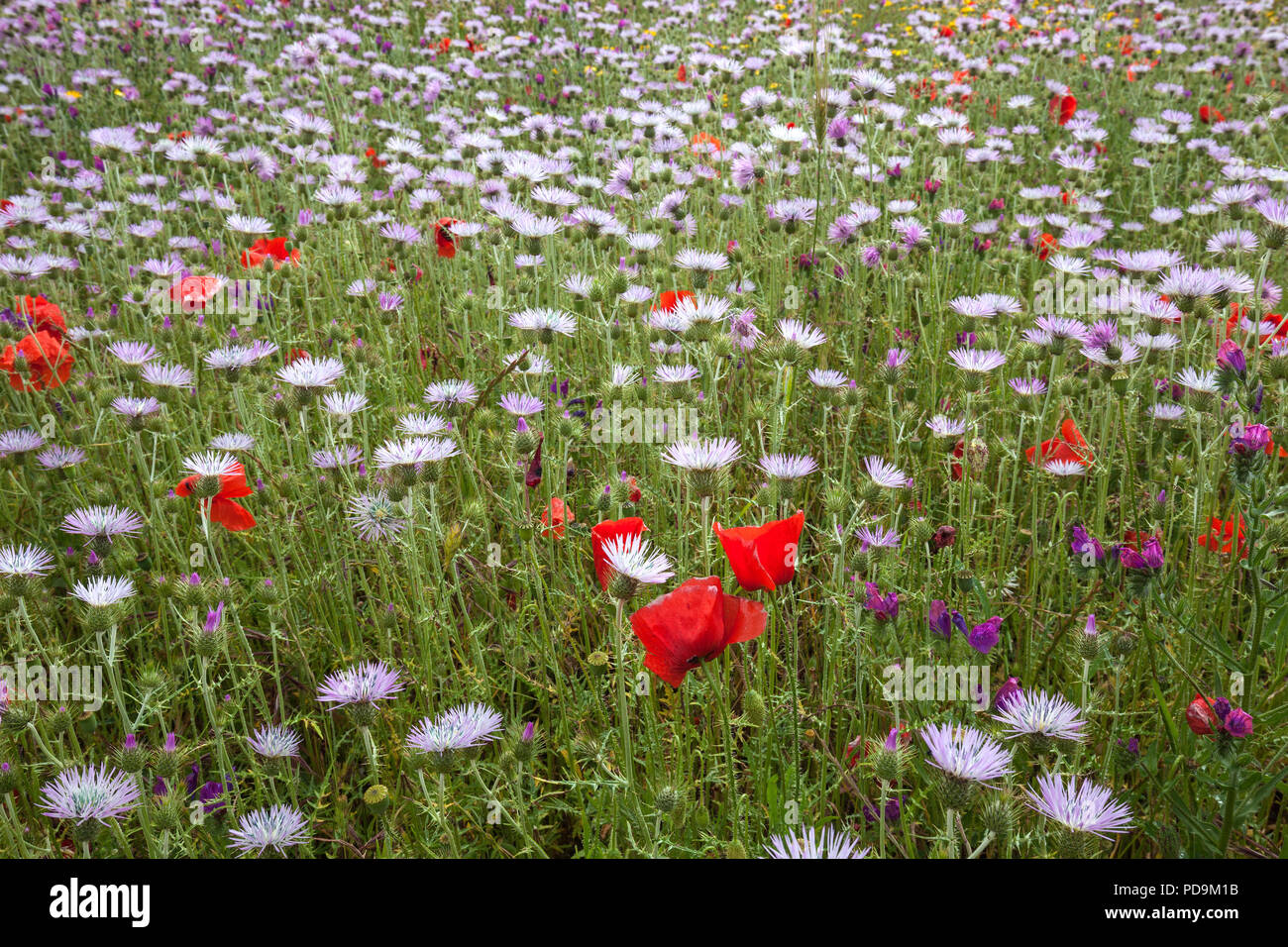 Blooming flower meadow with Purple Milk Thistles (Galactites tomentosus) and Corn poppy (Papaver rhoeas), at El Tablero Stock Photo