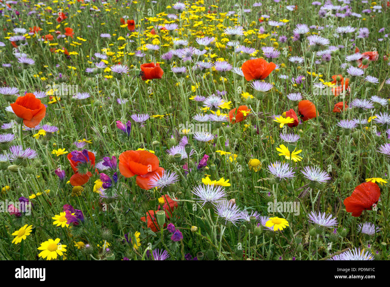Blooming flower meadow with Purple Milk Thistles (Galactites tomentosus), Corn poppy (Papaver rhoeas) and Arnica (Arnica Stock Photo