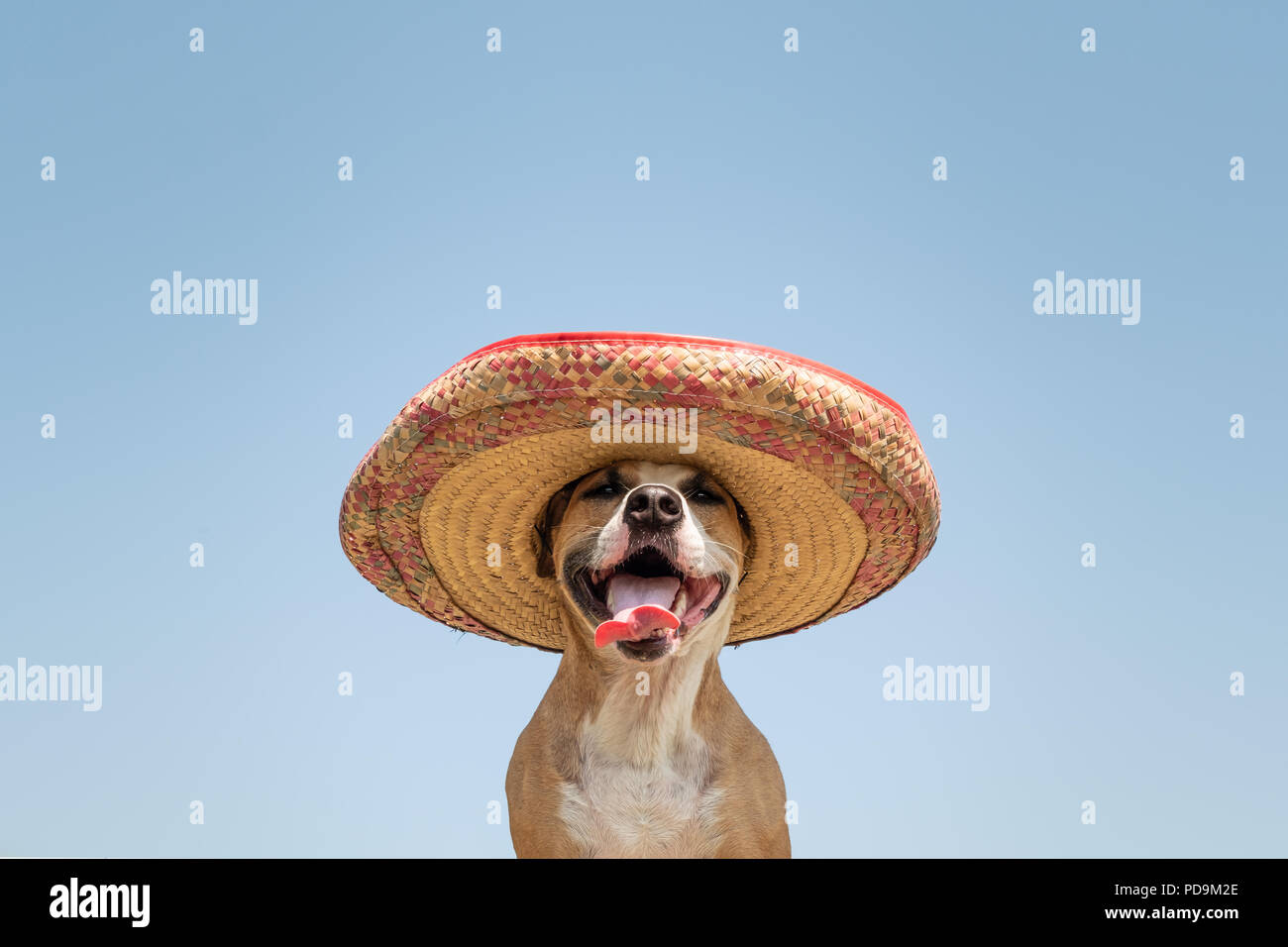 Dog in mexican traditional hat. Cute funny staffordshire terrier dressed up in sombrero hat as mexico festive symbol or for halloween Stock Photo