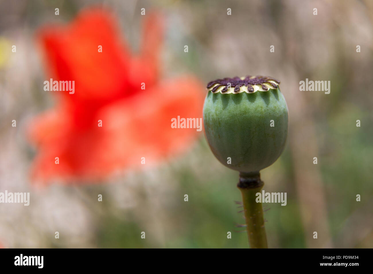 Pistil poppy papaver detail flower hi-res stock photography and images ...