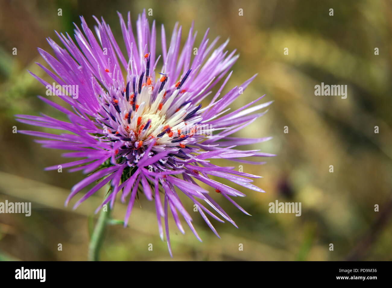 Milk thistle hires stock photography and images Alamy