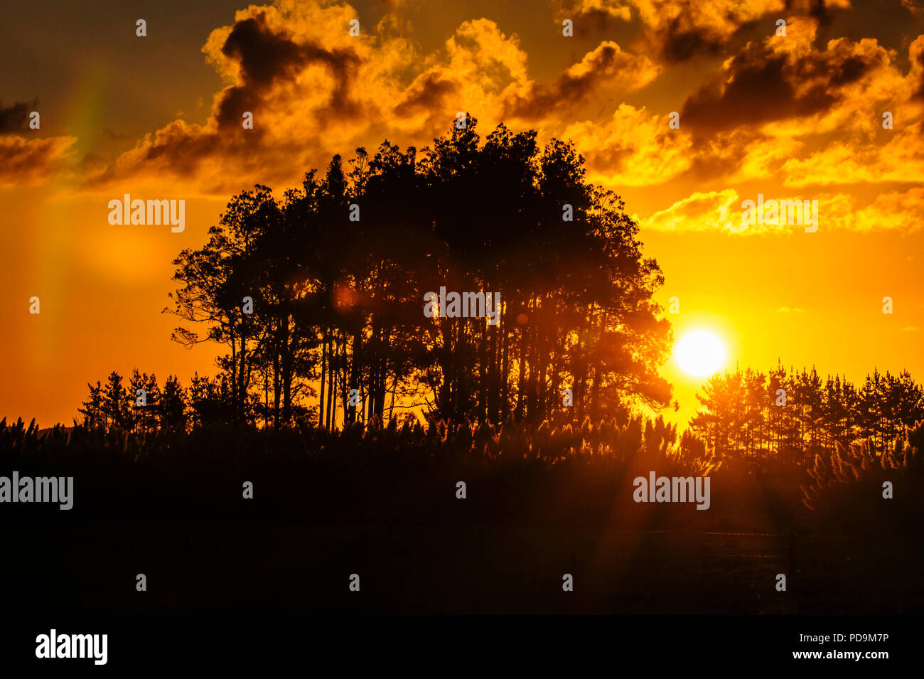 Sunset behind tree silhouettes, Northland West Coast, North Island, New Zealand Stock Photo