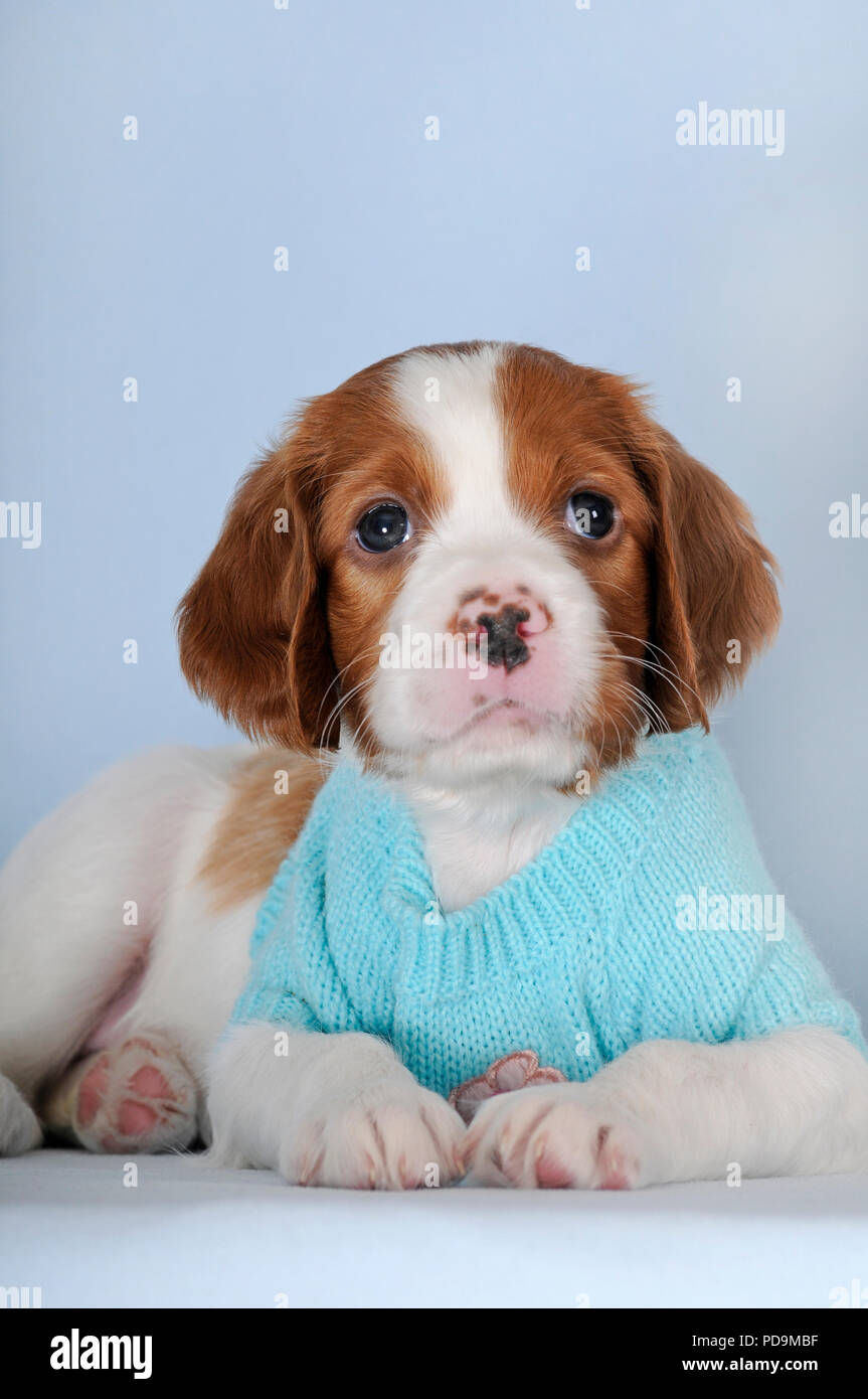 Irish Red and White Setter, puppy, 8 weeks, lying in light blue pullover, studio shot, Austria Stock Photo