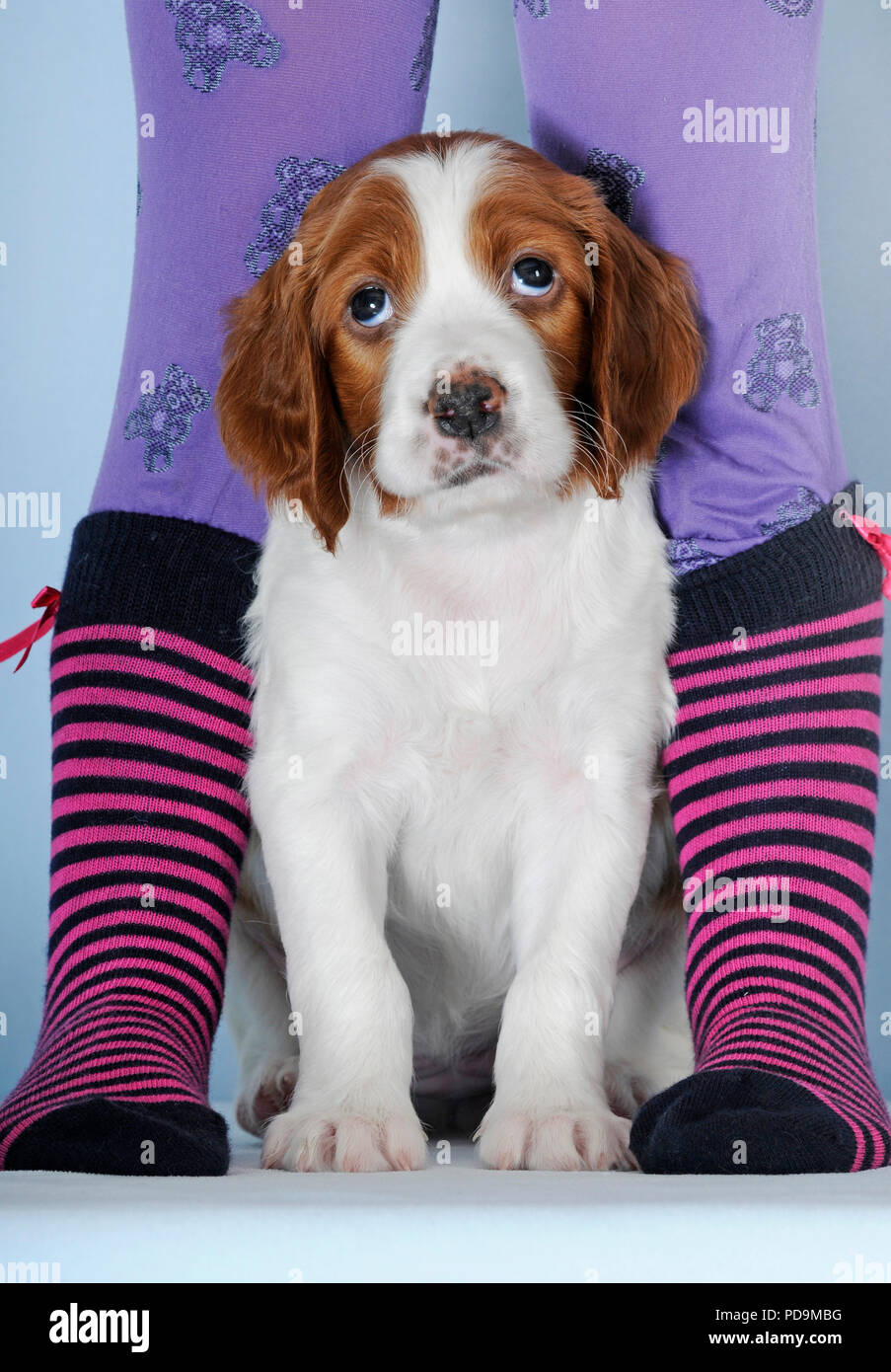 Dog between legs hires stock photography and images Alamy