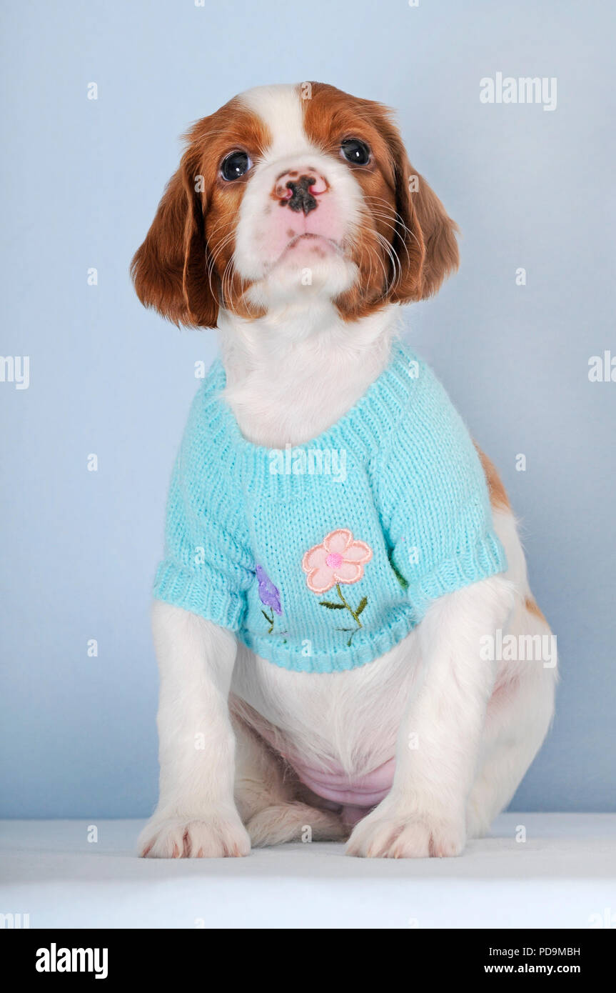 Irish Red and White Setter, puppy, 8 weeks, with light blue sweater, sitting, studio shot, Austria Stock Photo