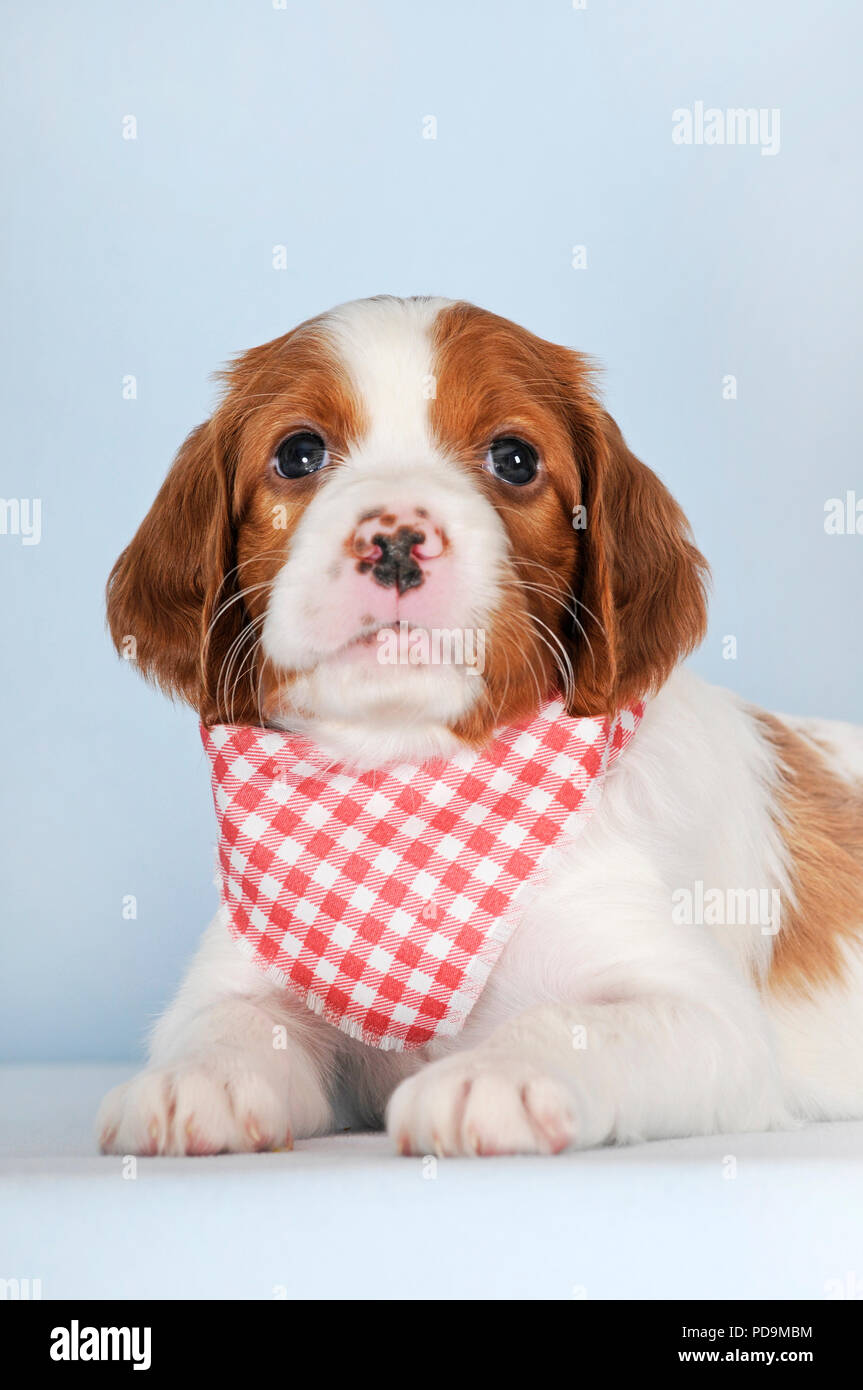 Irish Red and White Setter, puppy, 8 weeks, lying in a red and white checked neckerchief, studio shot, Austria Stock Photo