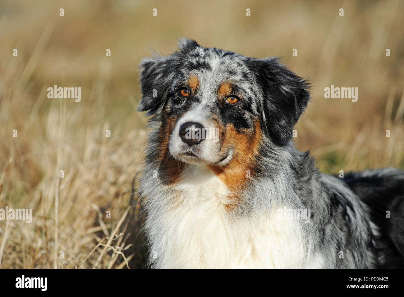 Australian Shepherd, blue merle, male, animal portrait, Austria Stock ...