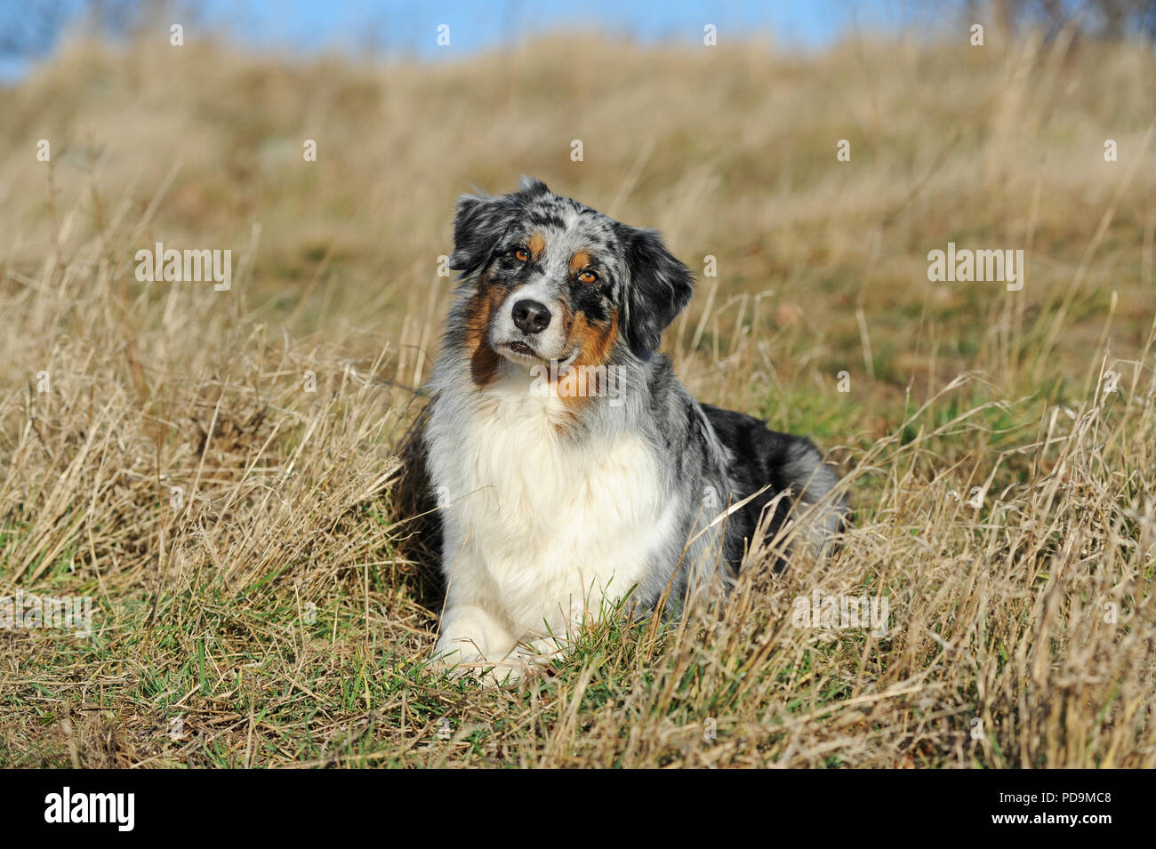 Australian Shepherd, blue merle, male, lies in meadow, faithful look, Austria Stock Photo