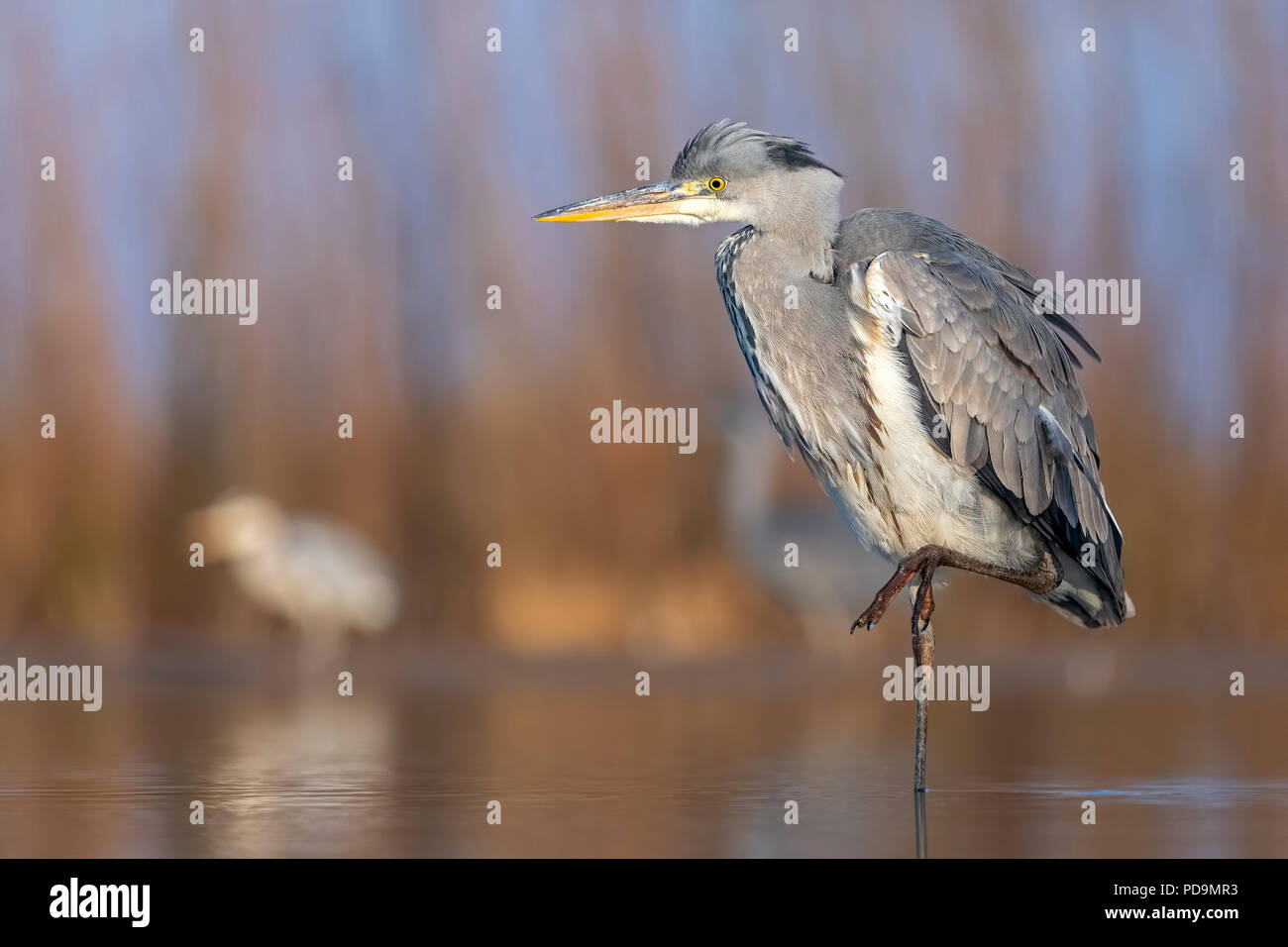 Grey heron or (Ardea cinerea) standing on one leg in the water, Kiskunság National Park, Hungary Stock Photo