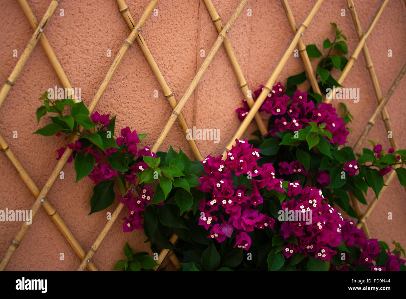 Bougainvillea flowers in a courtyard, a summer day. Stock Photo