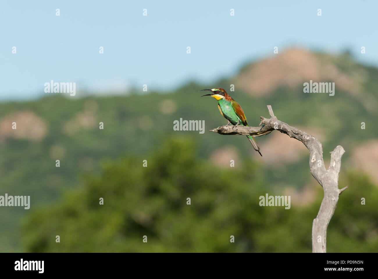 European bee-eater sitting on a dead tree with its beak open Stock Photo