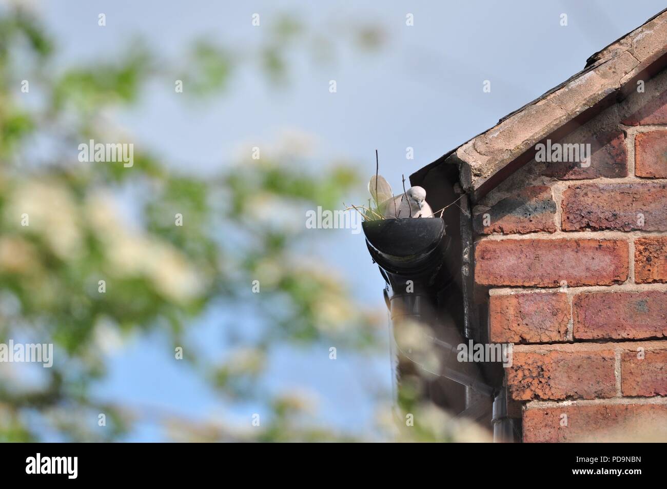 Eurasian collared dove nesting in a drainage pipe on a house (Bird nesting in gutter) (Streptopelia decaocto) Stock Photo