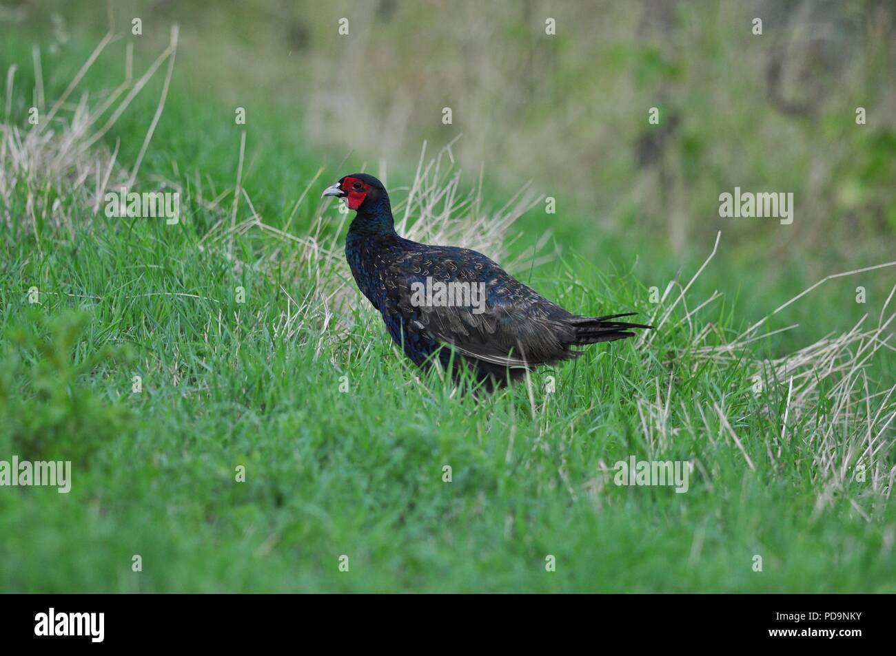 Black pheasant hi-res stock photography and images - Alamy