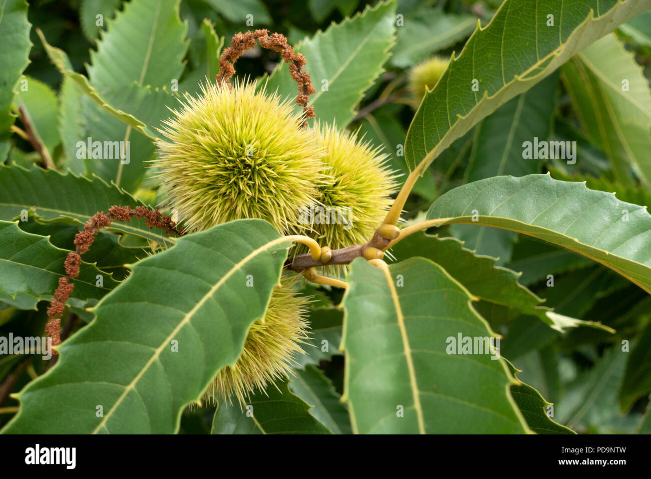 Esskastanie hi-res stock photography and images - Alamy