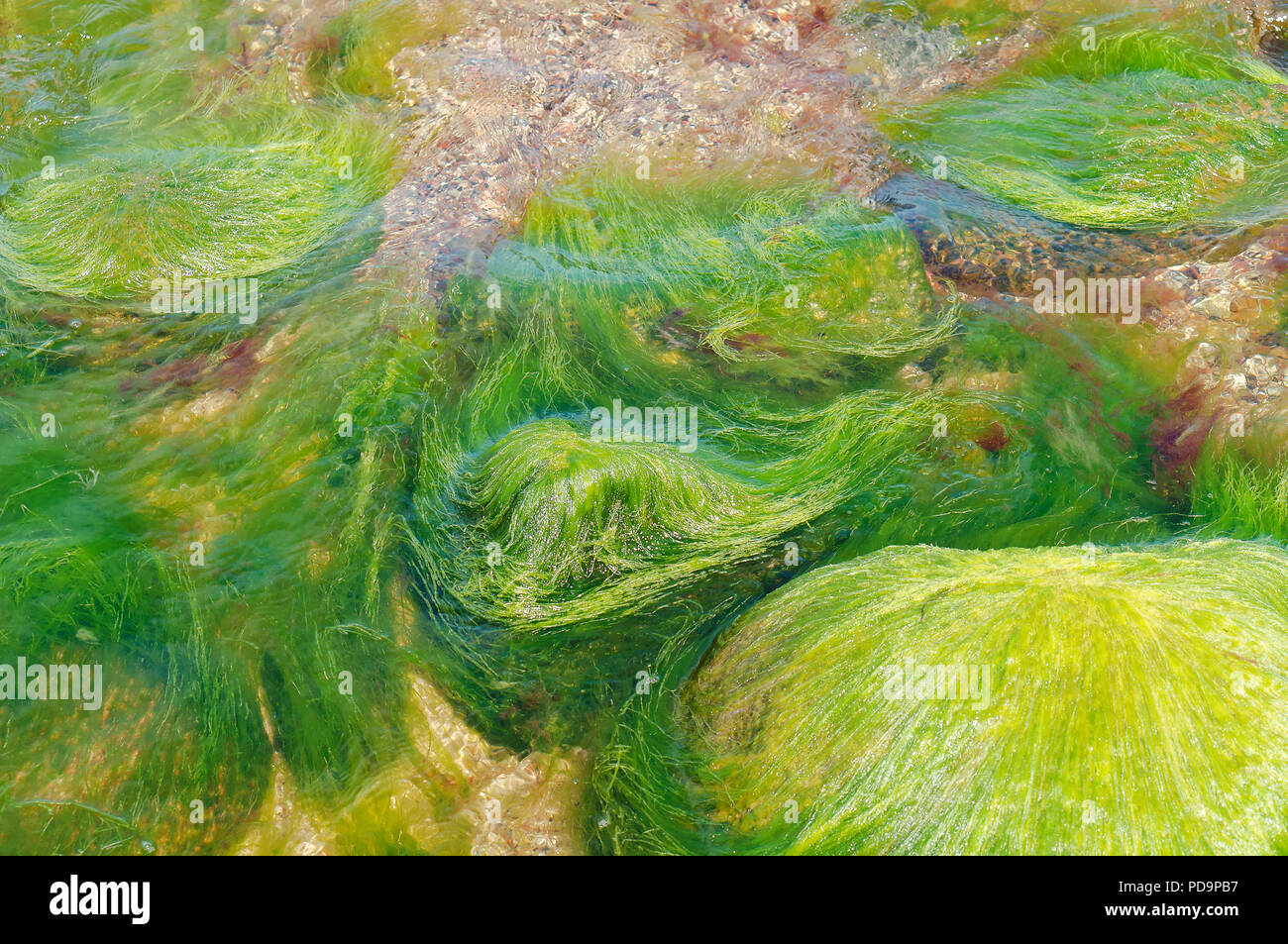 Blue green algae sea hi-res stock photography and images - Alamy