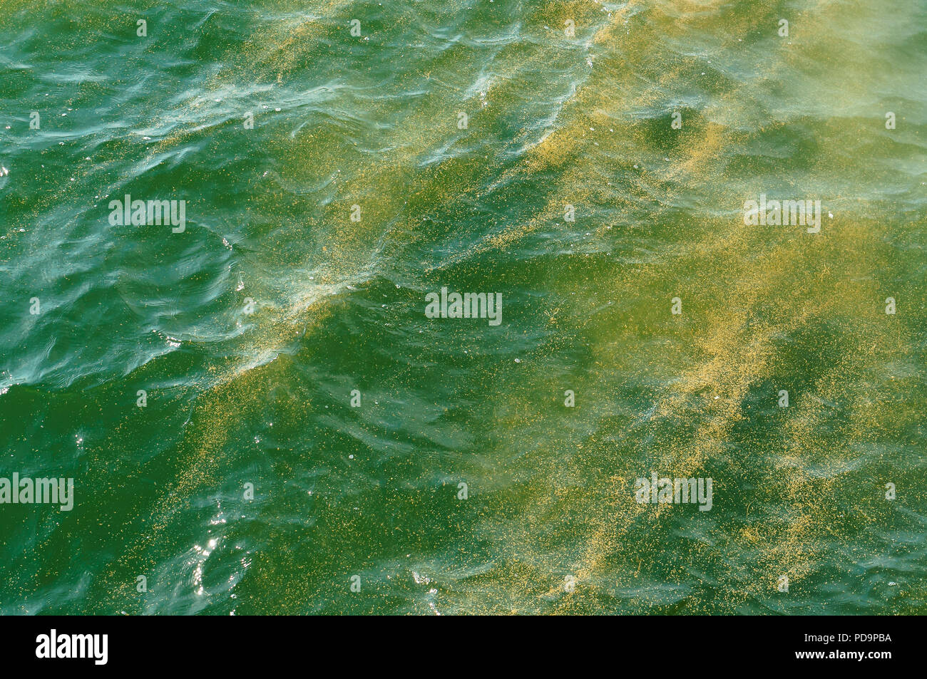 Yellow green algae hires stock photography and images Alamy