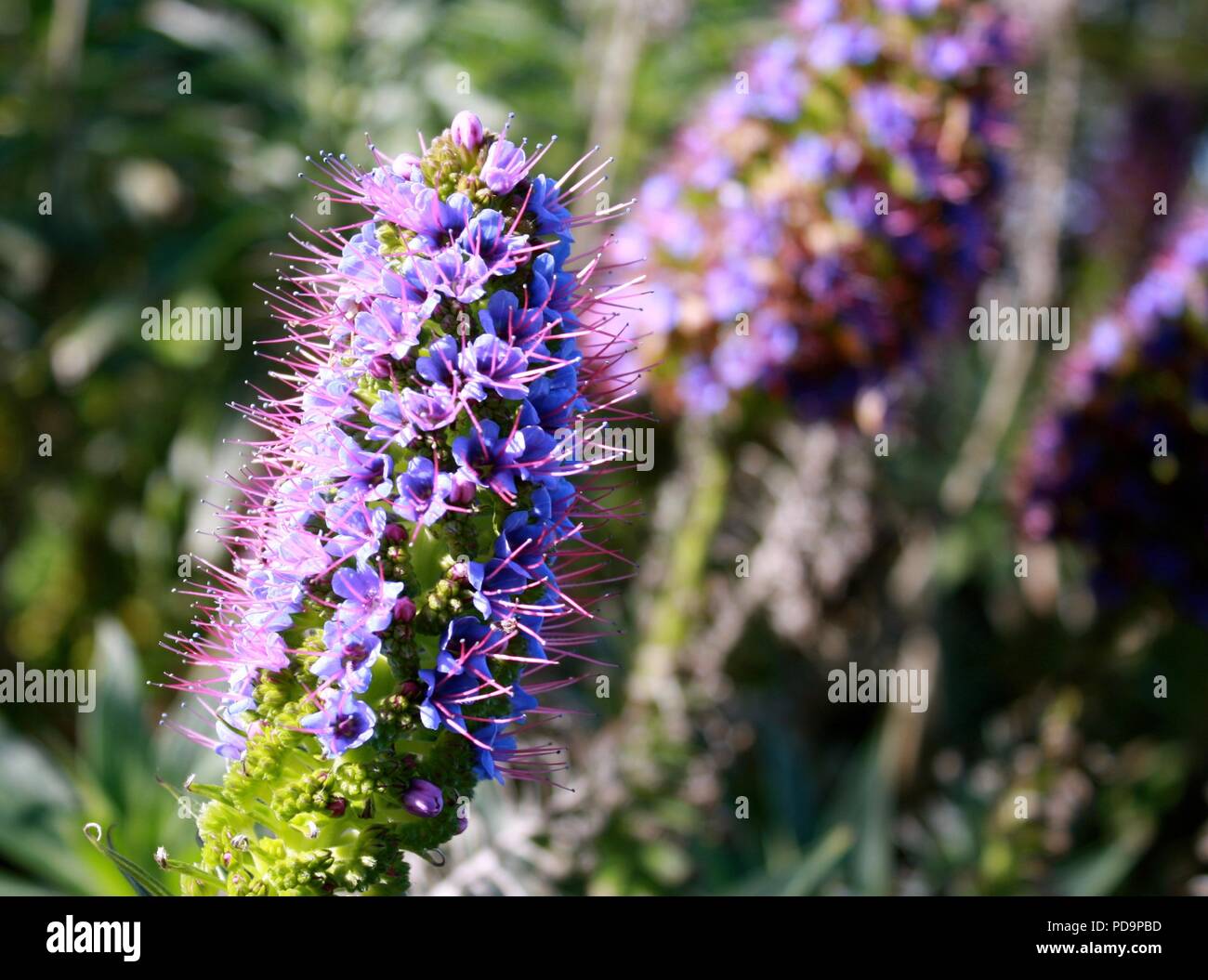 Purple california wildflowers hi-res stock photography and images - Alamy