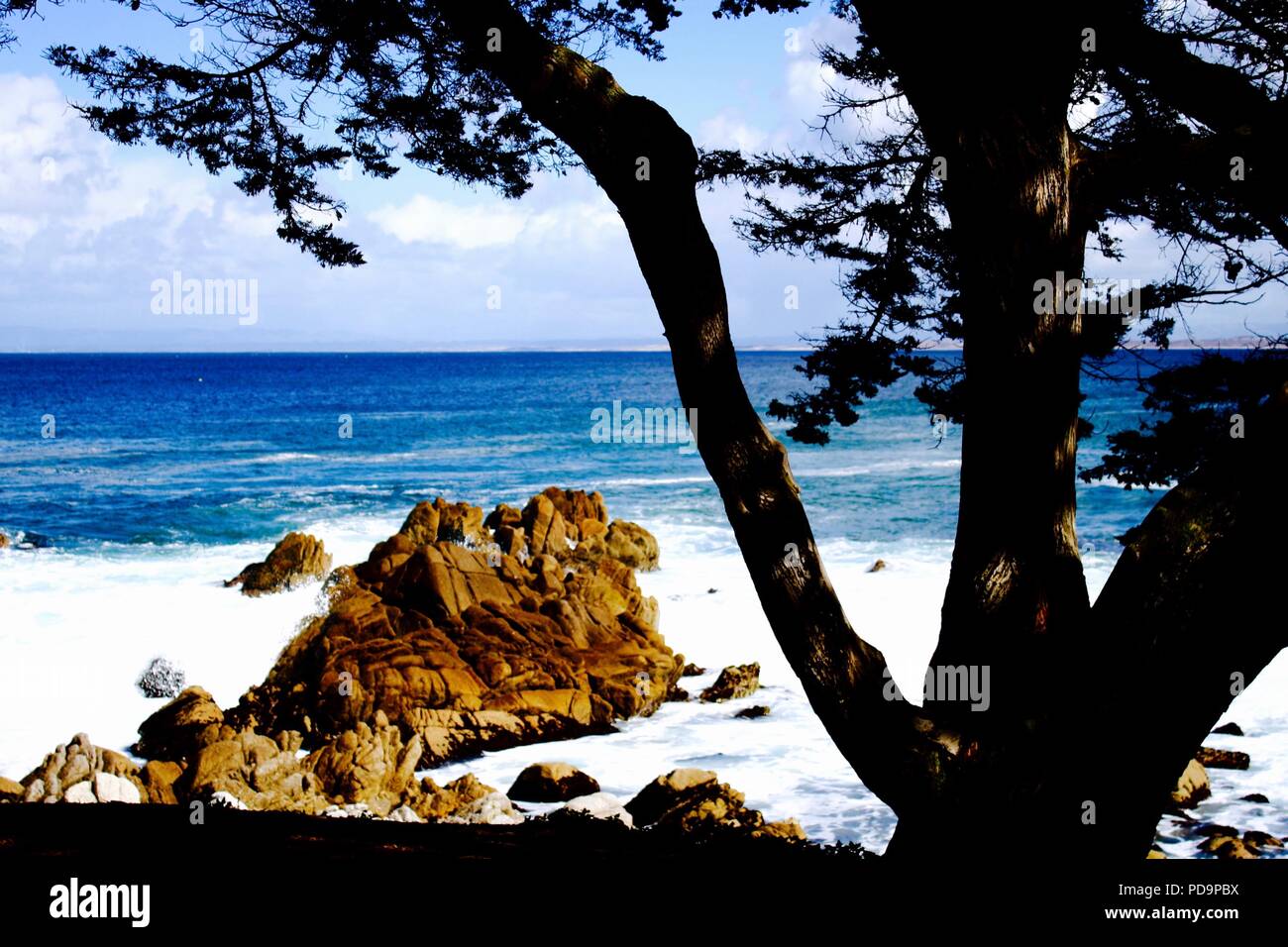 Pacific Grove Tree Silhouette Landscape Stock Photo