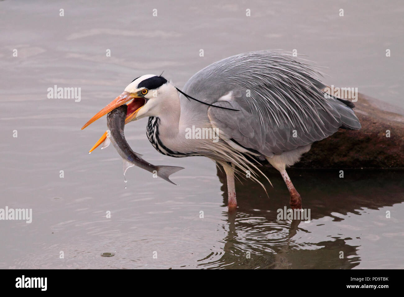 A great gray heron catches a fish from river Douro Stock Photo Alamy