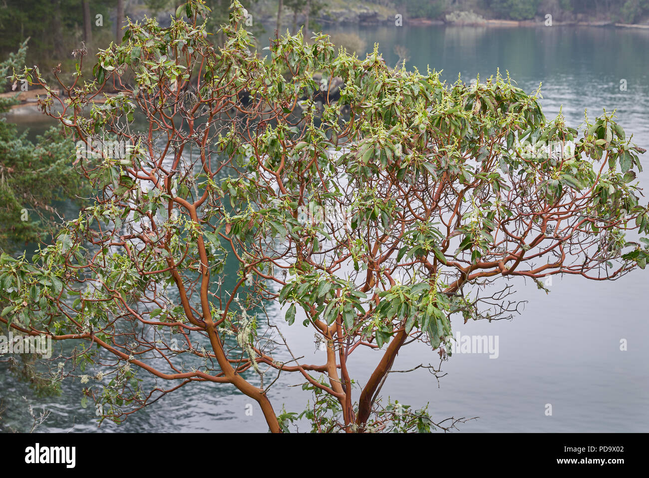 . West Coast Arbutus Tree. An Arbutus tree in the Gulf Islands. British Columbia, Canada. Stock Photo