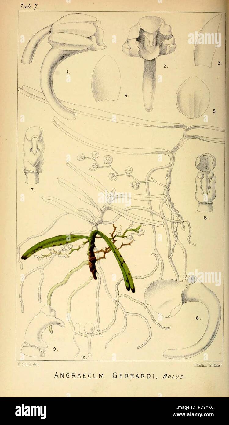 Angraecum gerrardii - Harry Bolus - Orchids of South Africa - volume I tab. 7 (1896). Stock Photo
