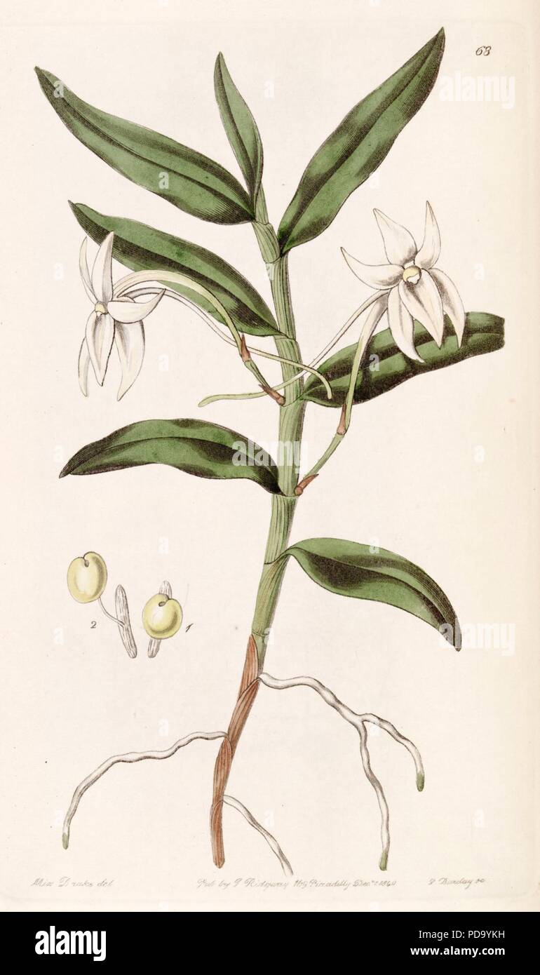 Angraecum mauritianum (as Angraecum gladiifolium) - Edwards vol 26 (NS 3) pl 68 (1840). Stock Photo