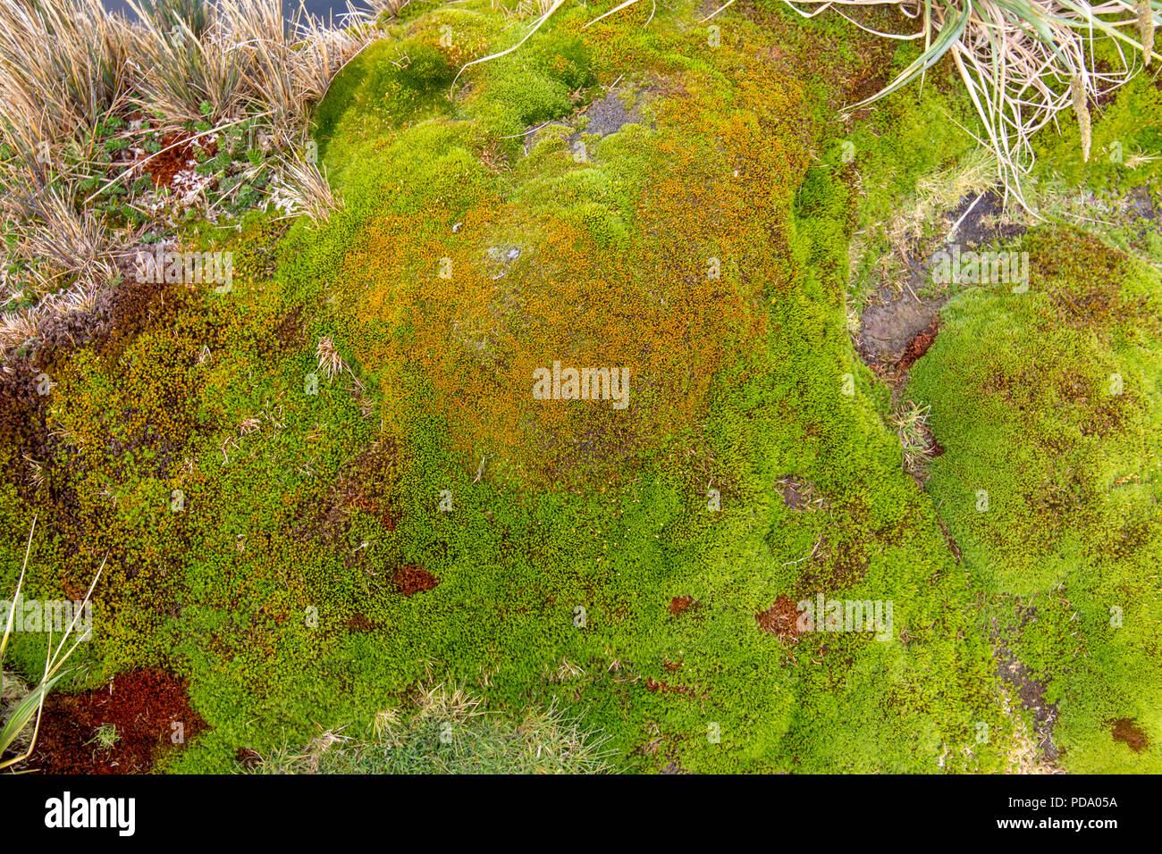 Moss and lichen covered rocks in the South Georgia islands Stock Photo