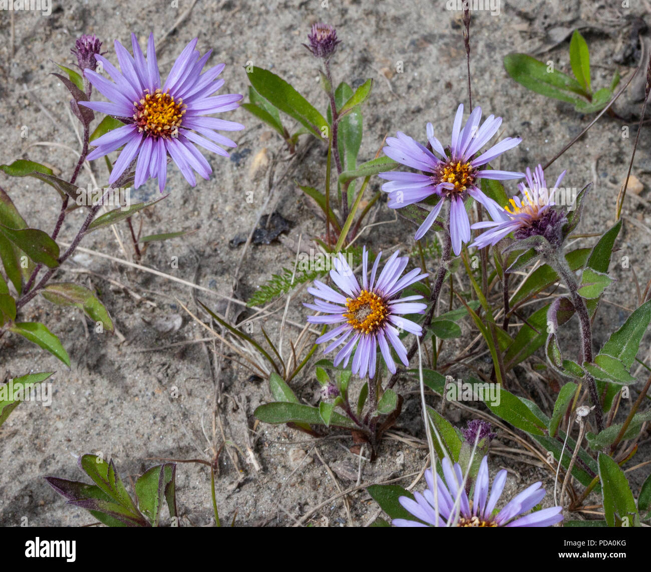 A group of violet Arctic Asters (Eurybia sibirica) blooming in Nome, Alaska Stock Photo