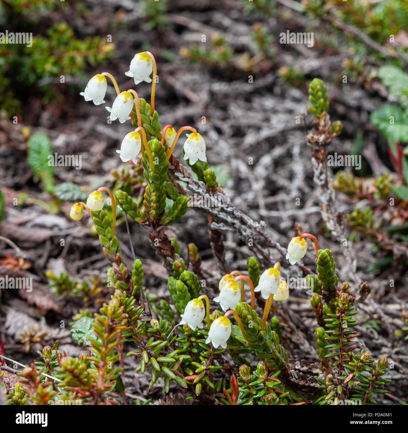 Delicate flowers of the Arctic Bell Heather Flower on the tundra of Nome, Alaska Stock Photo
