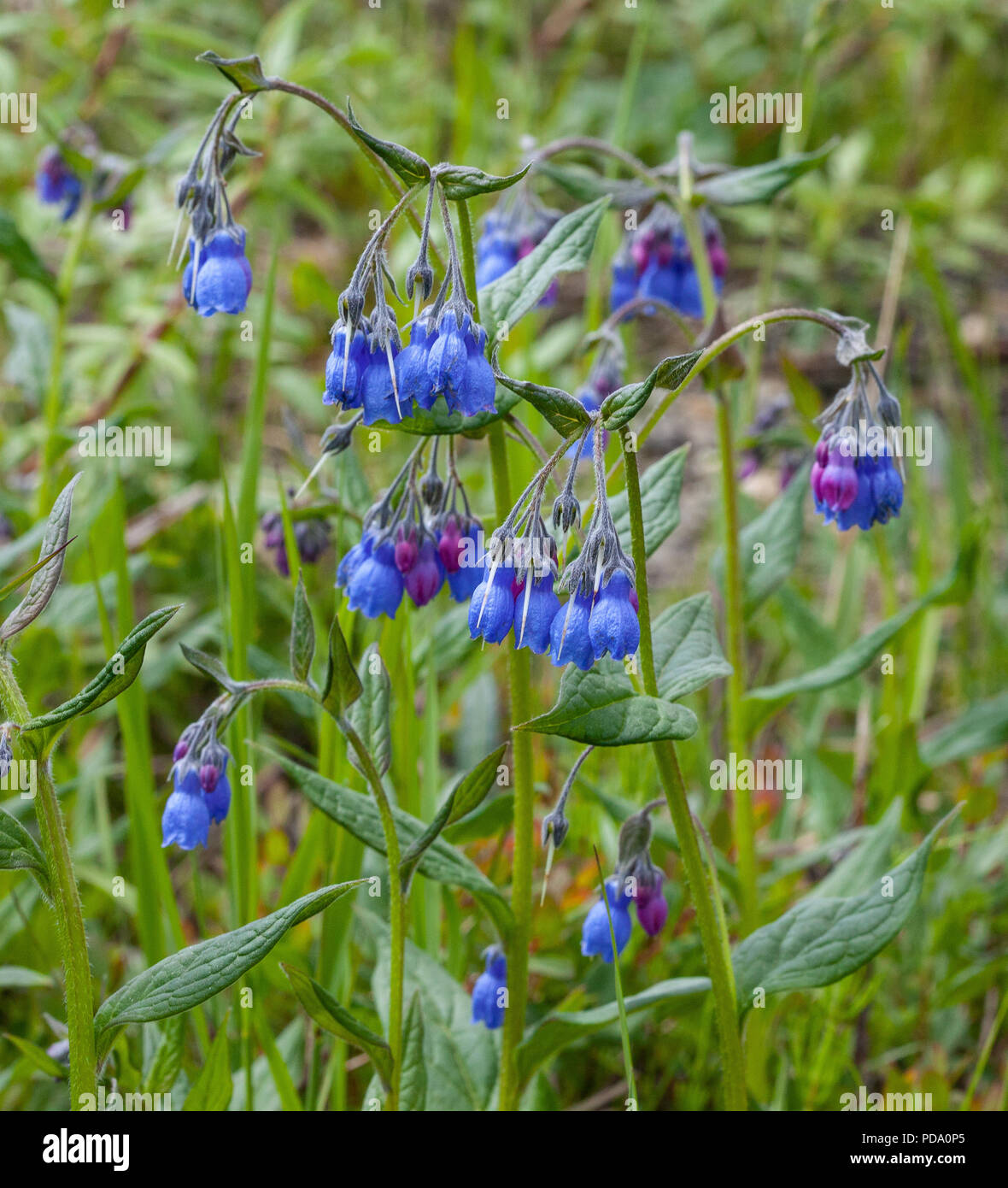 A group of beautiful Tall Bluebell Flowers (Mertensia paniculata) blooming in Nome, Alaska Stock Photo