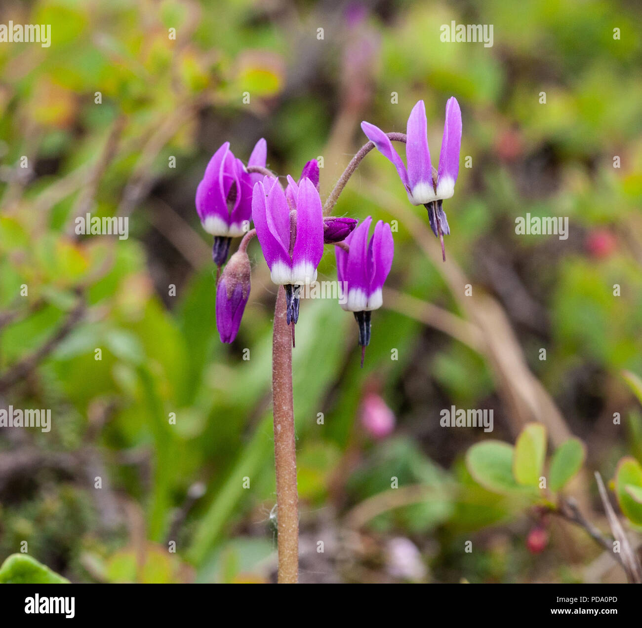 Beautiful Frigid Shooting Star flowers blooming on the tundra of Nome, Alaska Stock Photo
