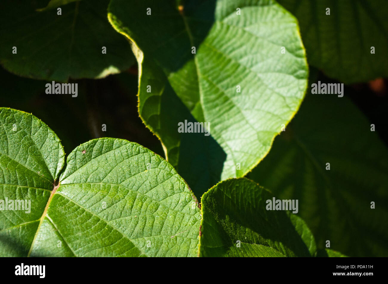 Green bright rough kiwi leaves on the vine, close up Stock Photo