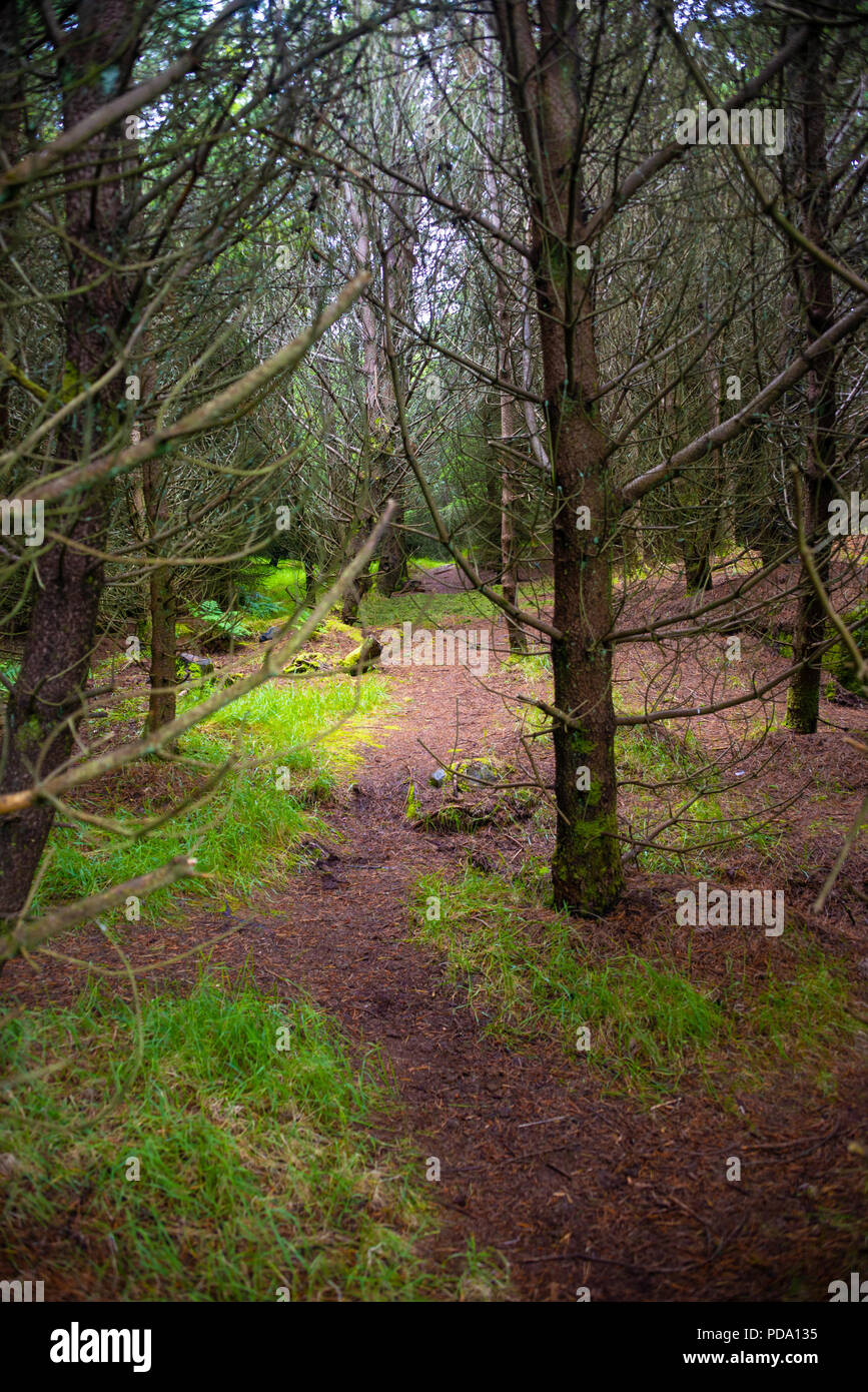 Magical forest at Faroe Islands, summer time Stock Photo