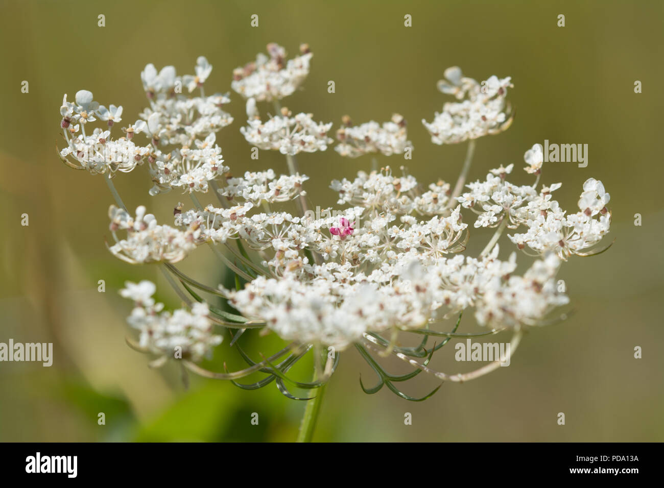 Wild carrot flower (Daucus carota) showing the red/pink flower in the centre of the umbel Stock Photo