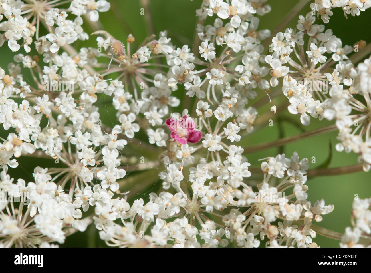Wild carrot flower (Daucus carota) showing the red/pink flower in the centre of the umbel Stock Photo