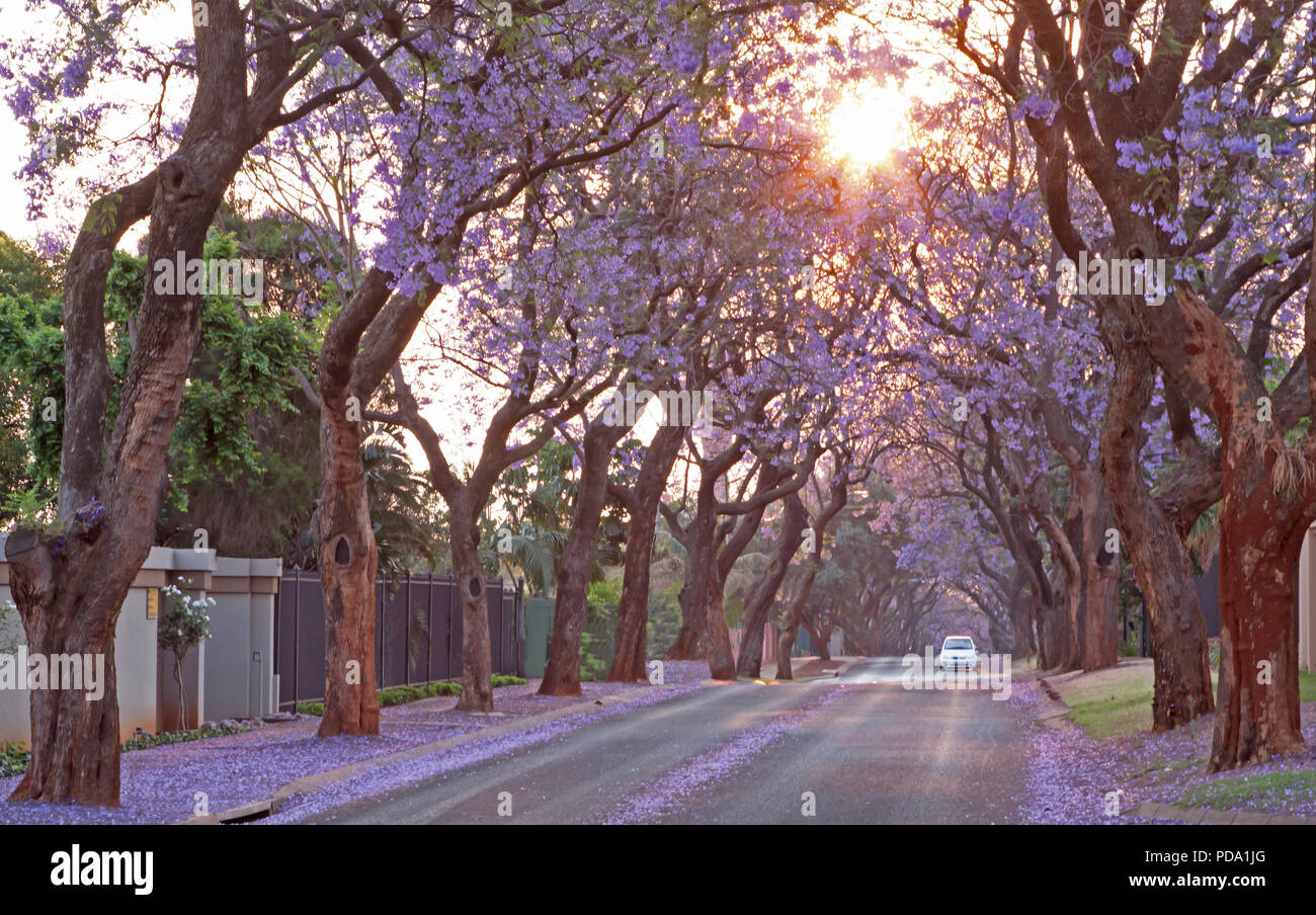 Flowering Jakaranda Trees in Pretoria Stock Photo