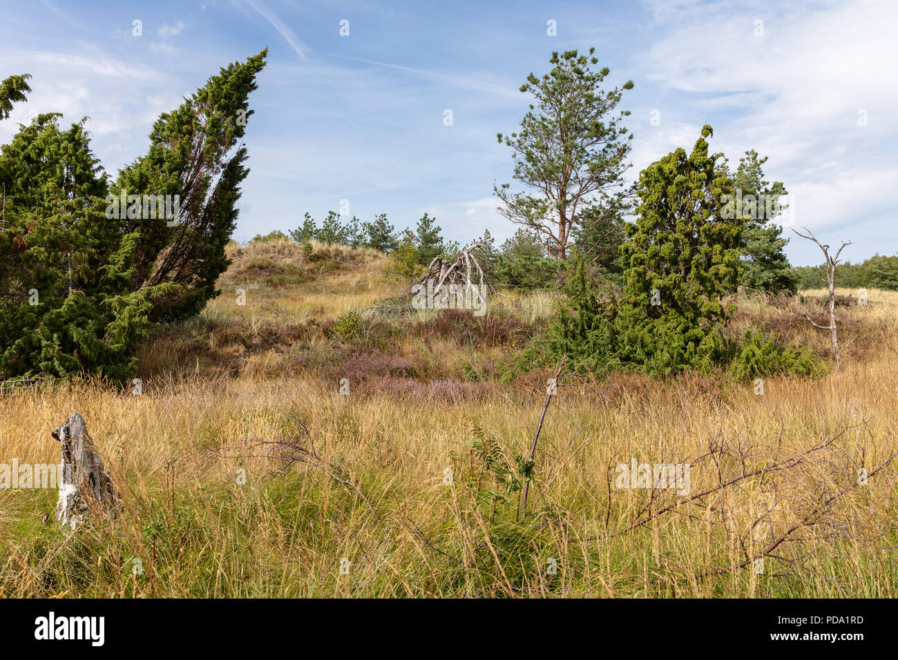 Landscape, heath, summer; Laesoe, Denmark Stock Photo