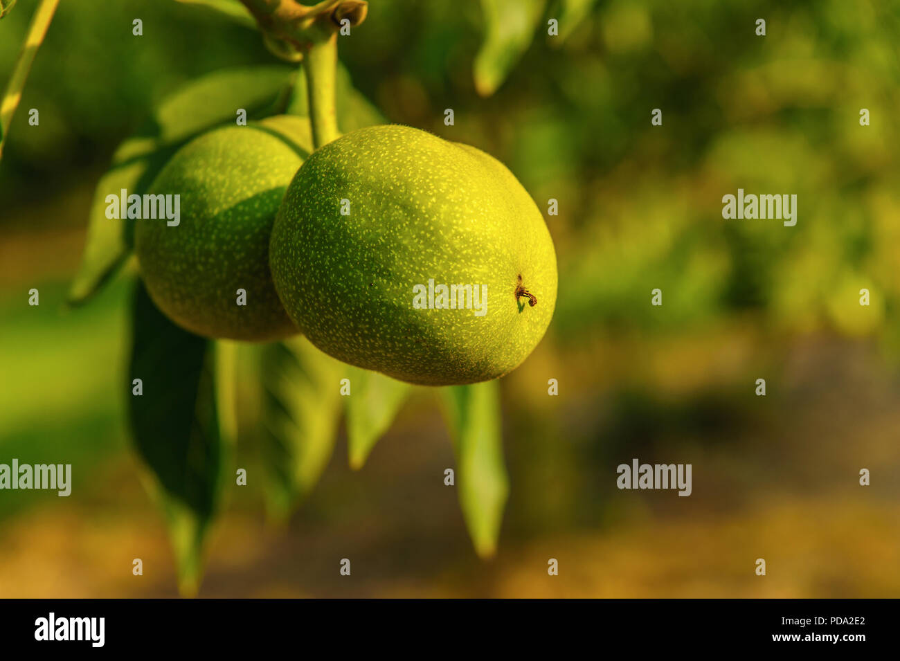 walnuts growing on the tree Stock Photo
