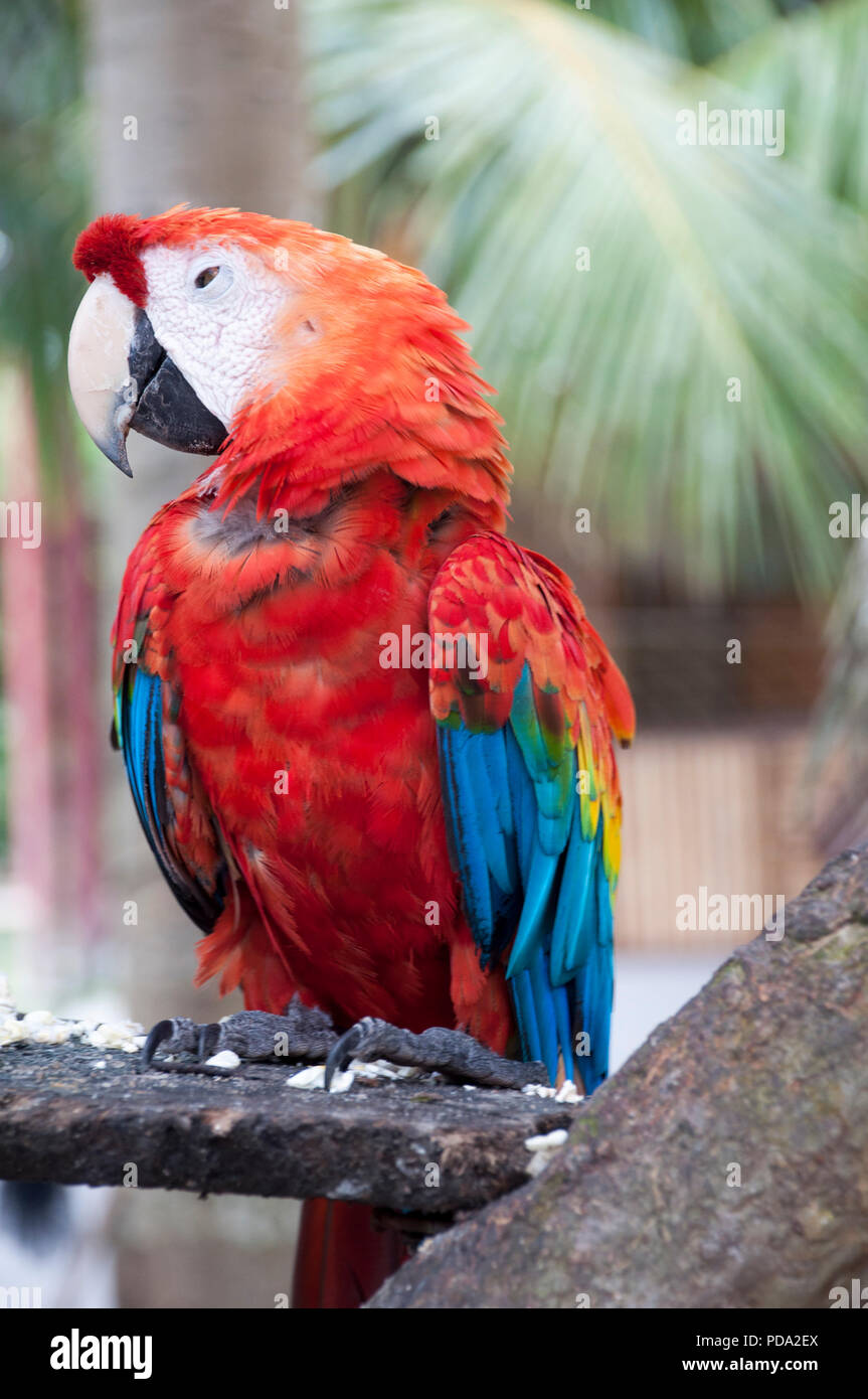 The Scarlet Macaw Is A Large Colorful Macaw It Is Native To Humid Evergreen Forests In The American Tropics Range Extends From Extreme South Eastern Mexico To Amazonian Peru Bolivia And Brazil. Stock Photo
