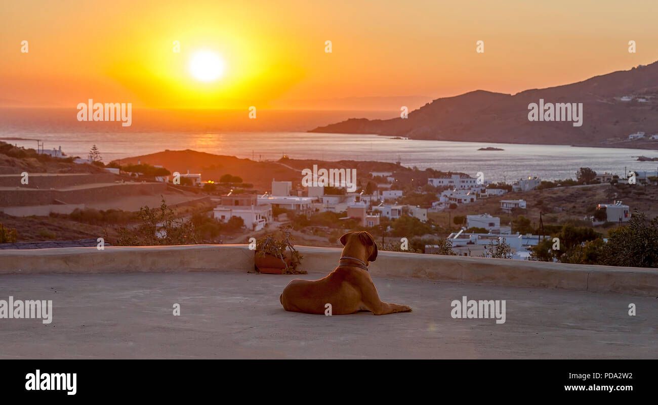 Bullmastiff dog lying down and enjoying the scenic  Summer view In Syros  Island, Greece.. Stock Image. Stock Photo