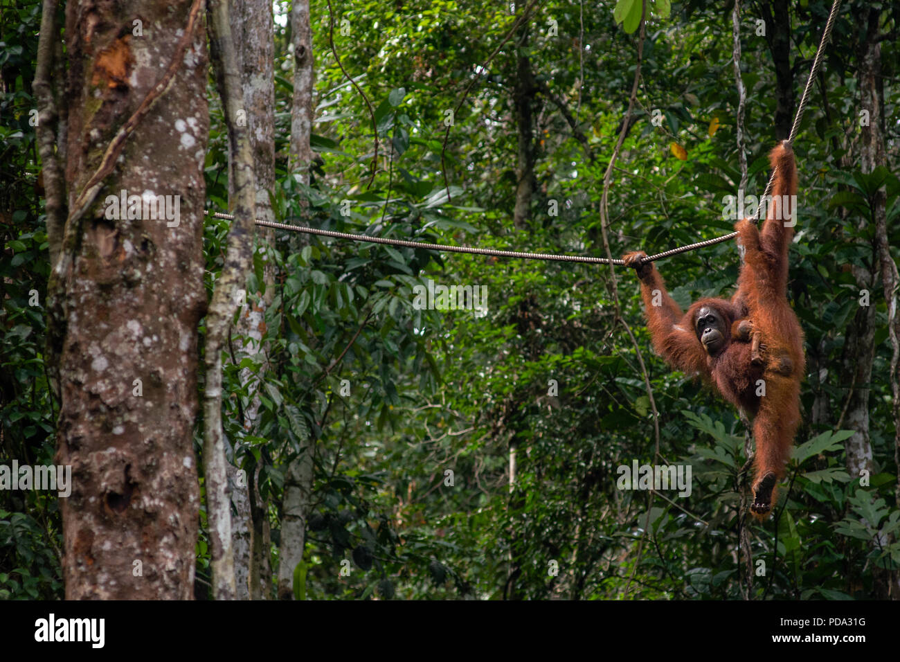A female orangutang with her new born baby clinging to her side swing along a rope in the jungle at the Semenggoh Nature Reserve, Kuching, Borneo, Ind Stock Photo