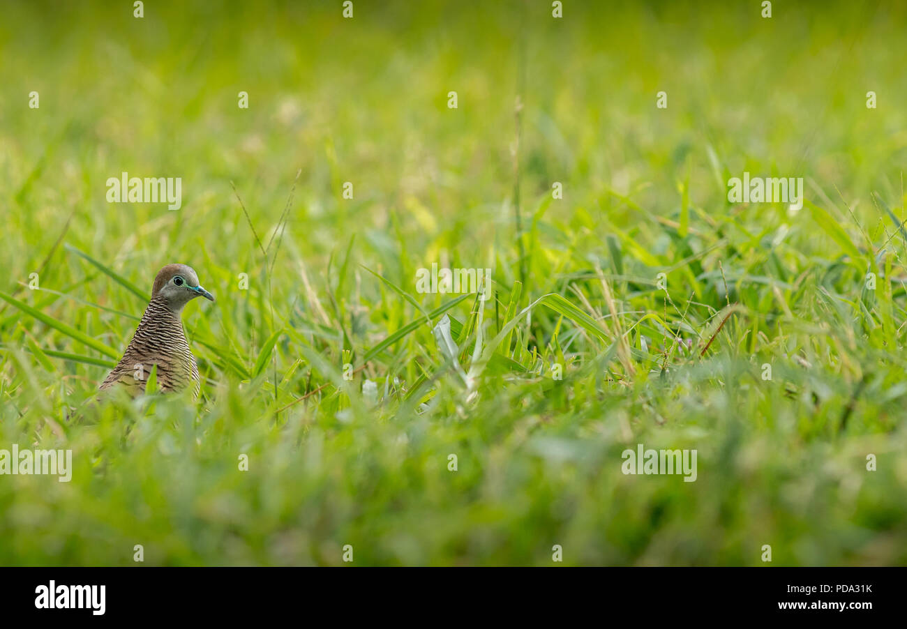 A lone small Asian dove of some sort having a morning feed in the grass distrubed only by my cameras shutter noise. Stock Photo