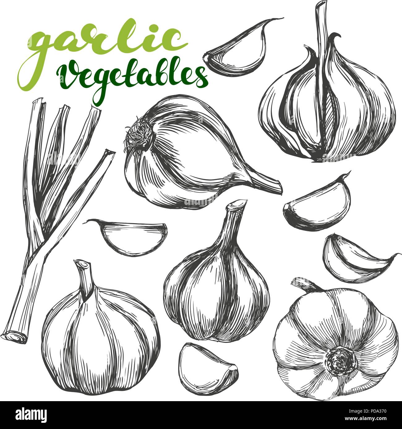 garlic vegetable set hand drawn vector illustration realistic sketch
