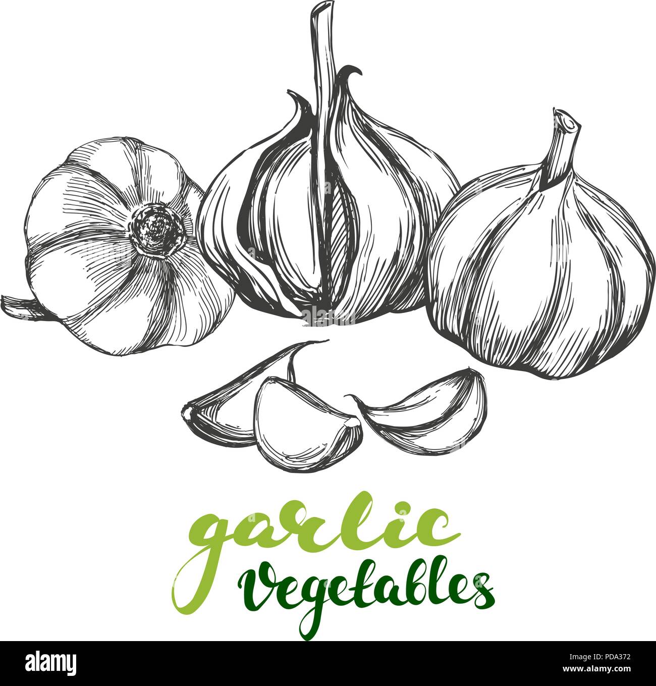 garlic vegetable set hand drawn vector illustration realistic sketch Stock Vector