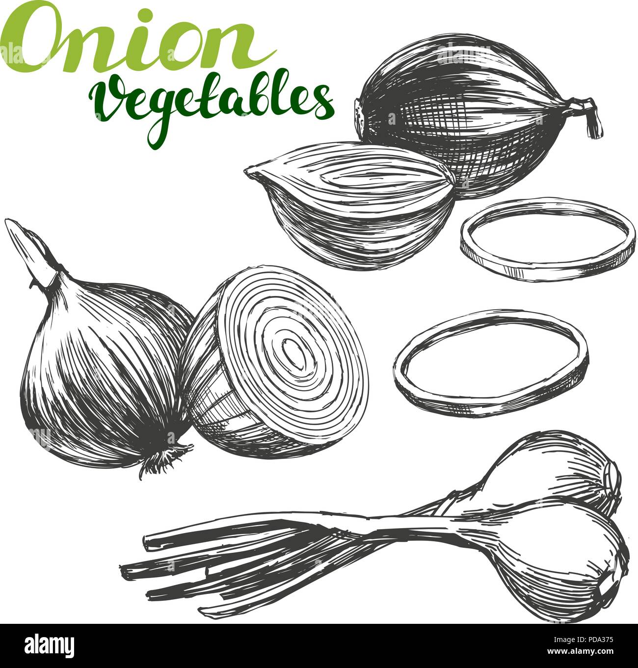 onion vegetable set hand drawn vector illustration realistic sketch Stock Vector