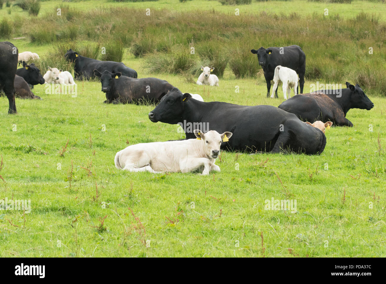 black cows with white calves - Argyll and Bute, Scotland, UK Stock Photo