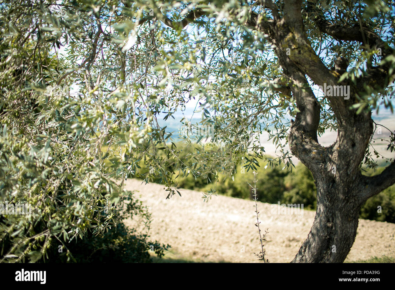 Looking through the leaves on an Italian olive tree with a sloped field