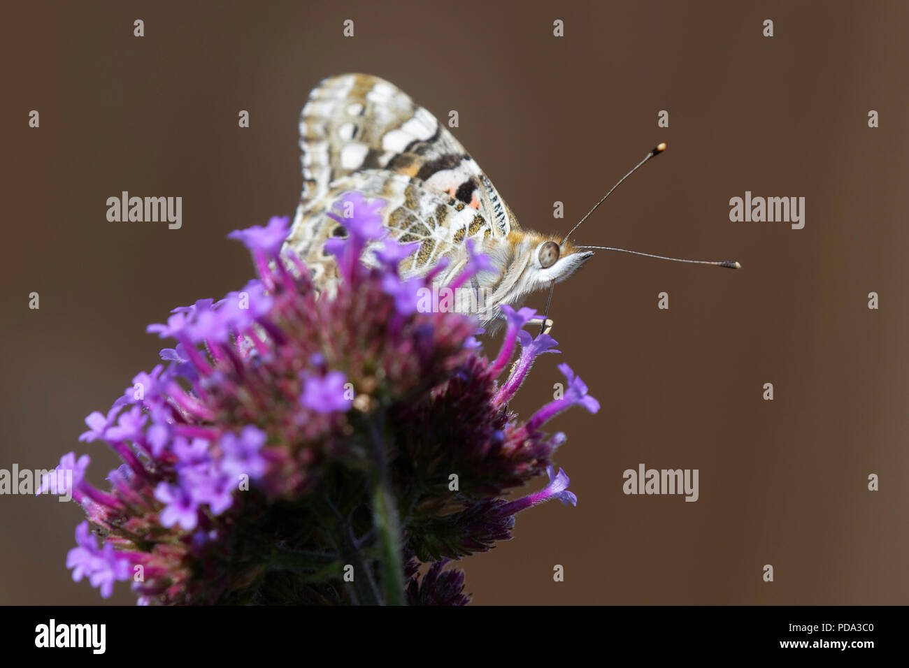 Painted Lady butterfly feeding on verbena bonariensis flowers in a garden Stock Photo