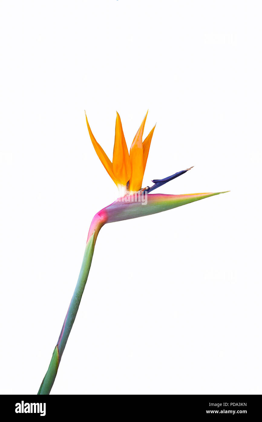 bird of paradise flower with a long stem isolated on a white background Stock Photo