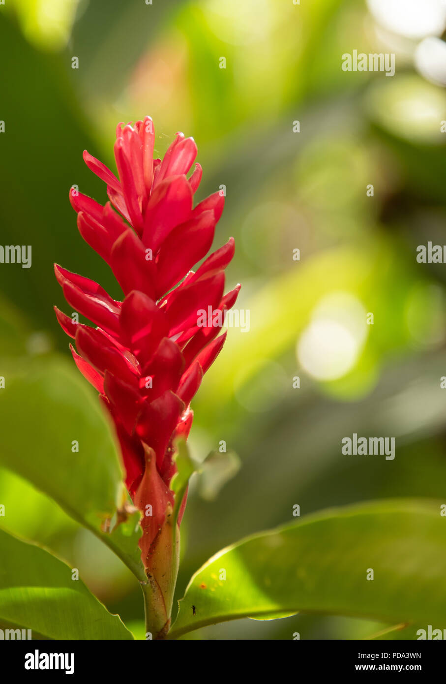 Red Ginger Flower In Garden Stock Photo